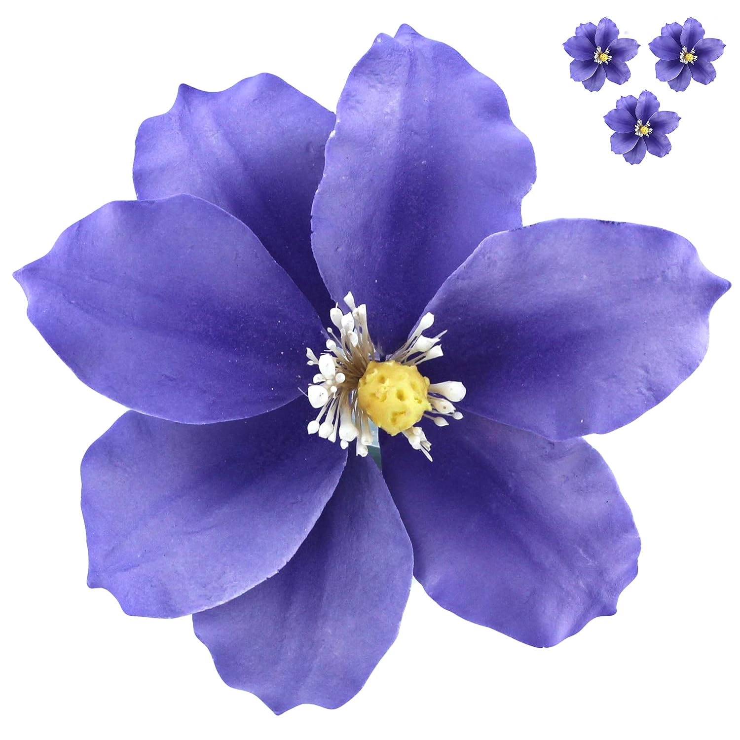 Clematis