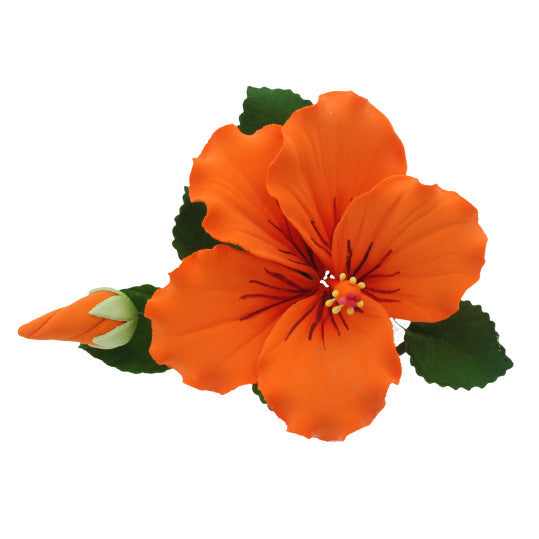 Hibiscus