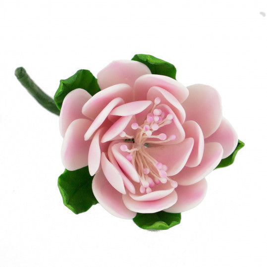Proteas