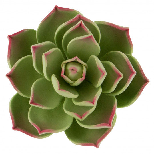 Succulents