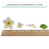 Tropical Flower Kit with Leaves, Gum Paste Frangipani Plumeria Cake Flowers, 36 Count Set, by Global Sugar Art
