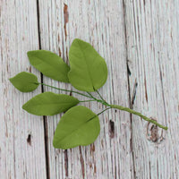 Light Green Gardenia Leaf Spray Cake Decoration by Chef Alan Tetreault, Global Sugar Art, 4 Count