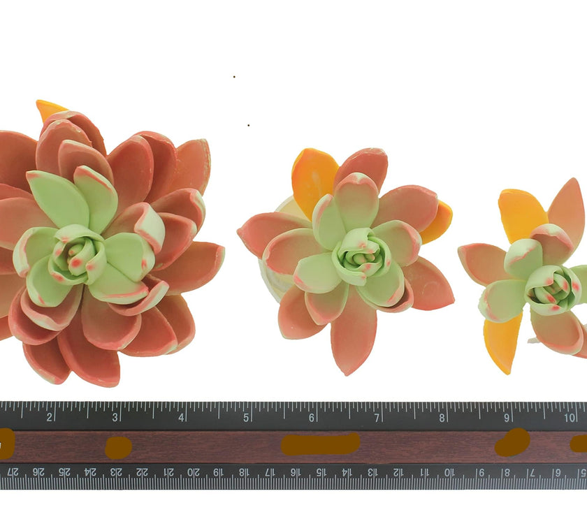 Global Sugar Art Succulent Lipstick Assortment Sugar Cake Flowers, 3 Count by Chef Alan Tetreault
