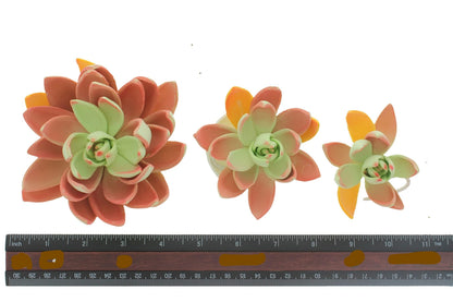 Lipstick Succulent, Assorted Sizes, 3 Count