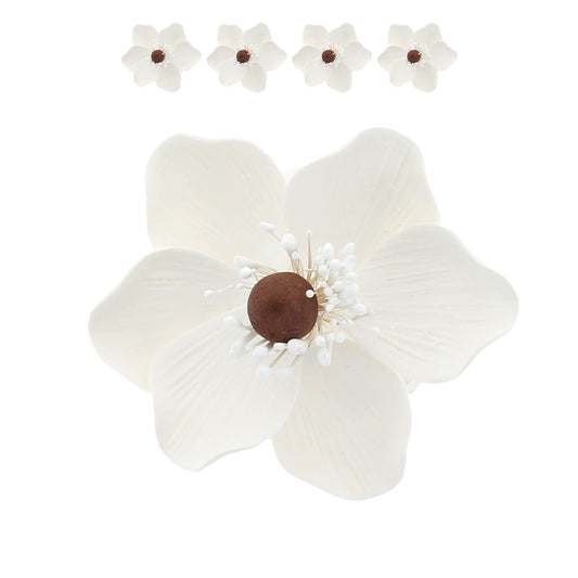 White and Brown Anemone, 4 Count