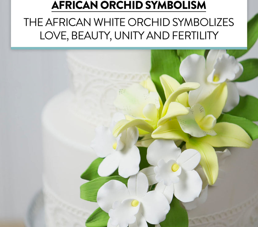 Orchid Sugar Cake Flowers, African Orchids, by Global Sugar Art, White, 6 Count