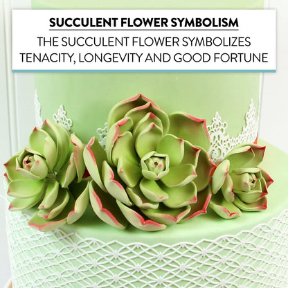 Parva Succulent, Jumbo Bloom