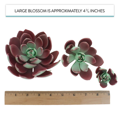 Romeo Succulent, Assorted Sizes, 3 Count
