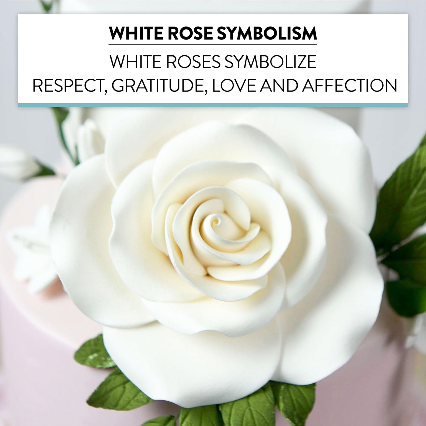 White Rose, Jumbo Bloom