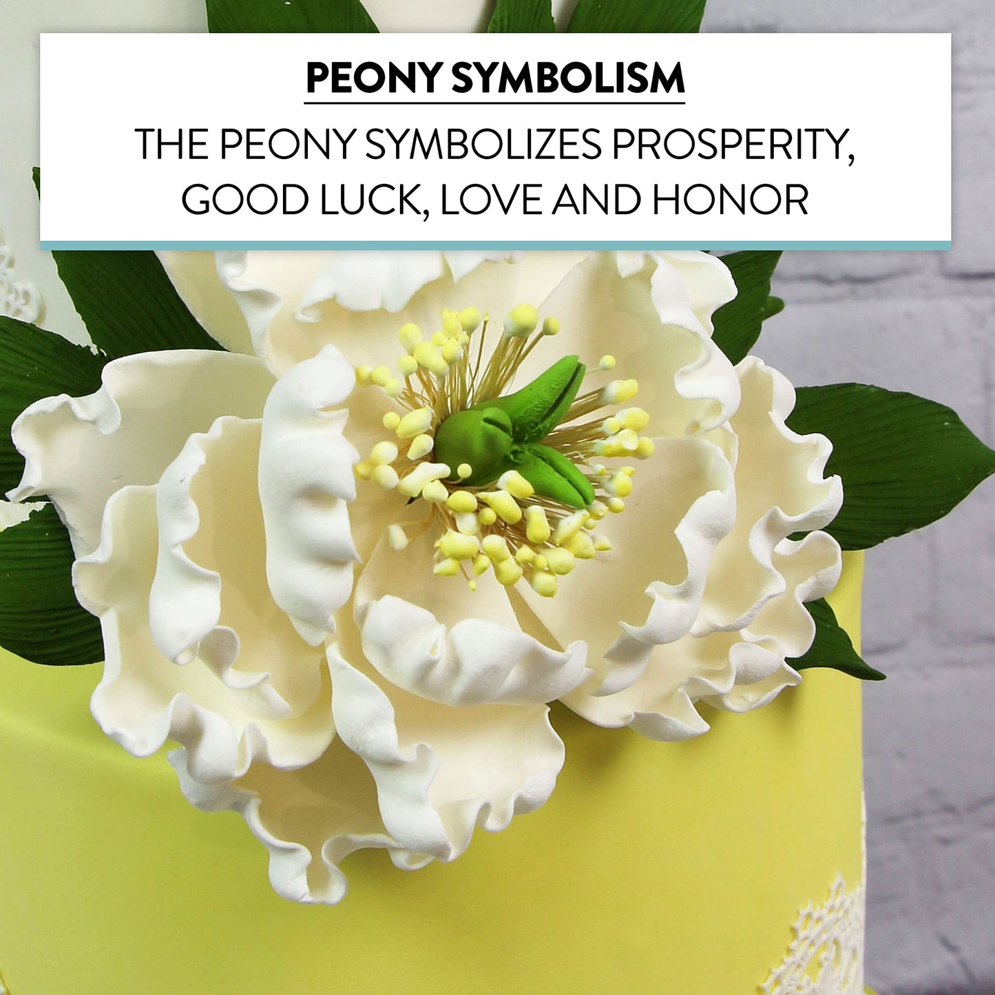 White Peony, Open, Jumbo Bloom