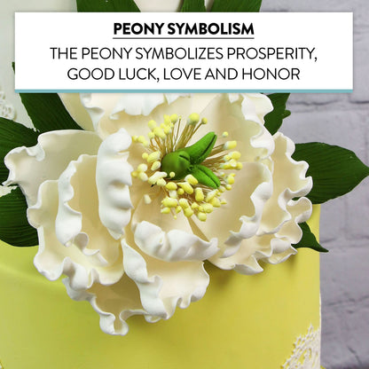 White Peony, Open, Jumbo Bloom