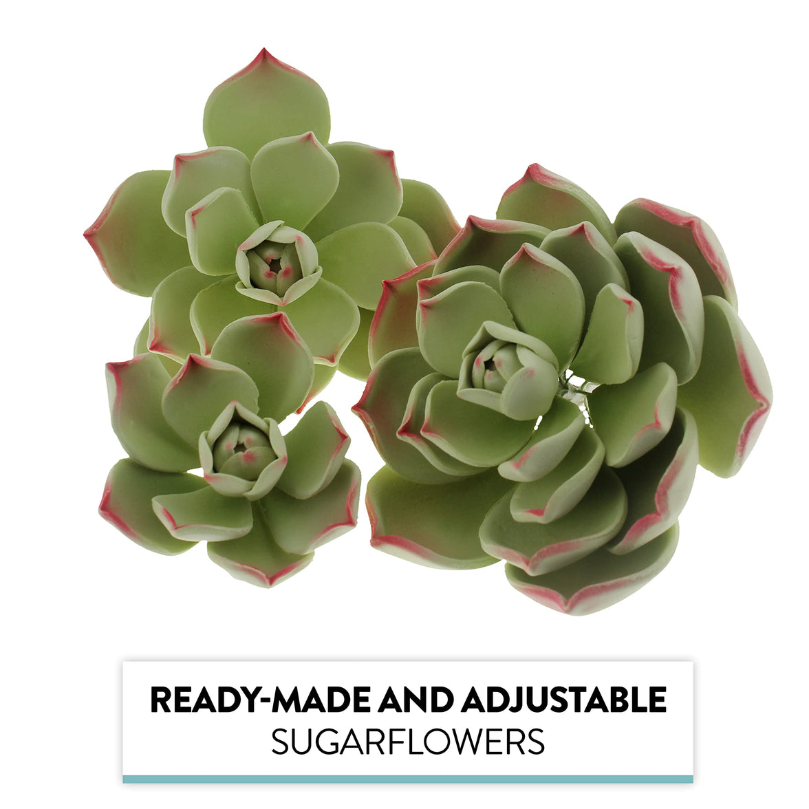 Global Sugart Art Succulents Parva Assortment Sugar Cake Flowers, 3 Count by Chef Alan Tetreault