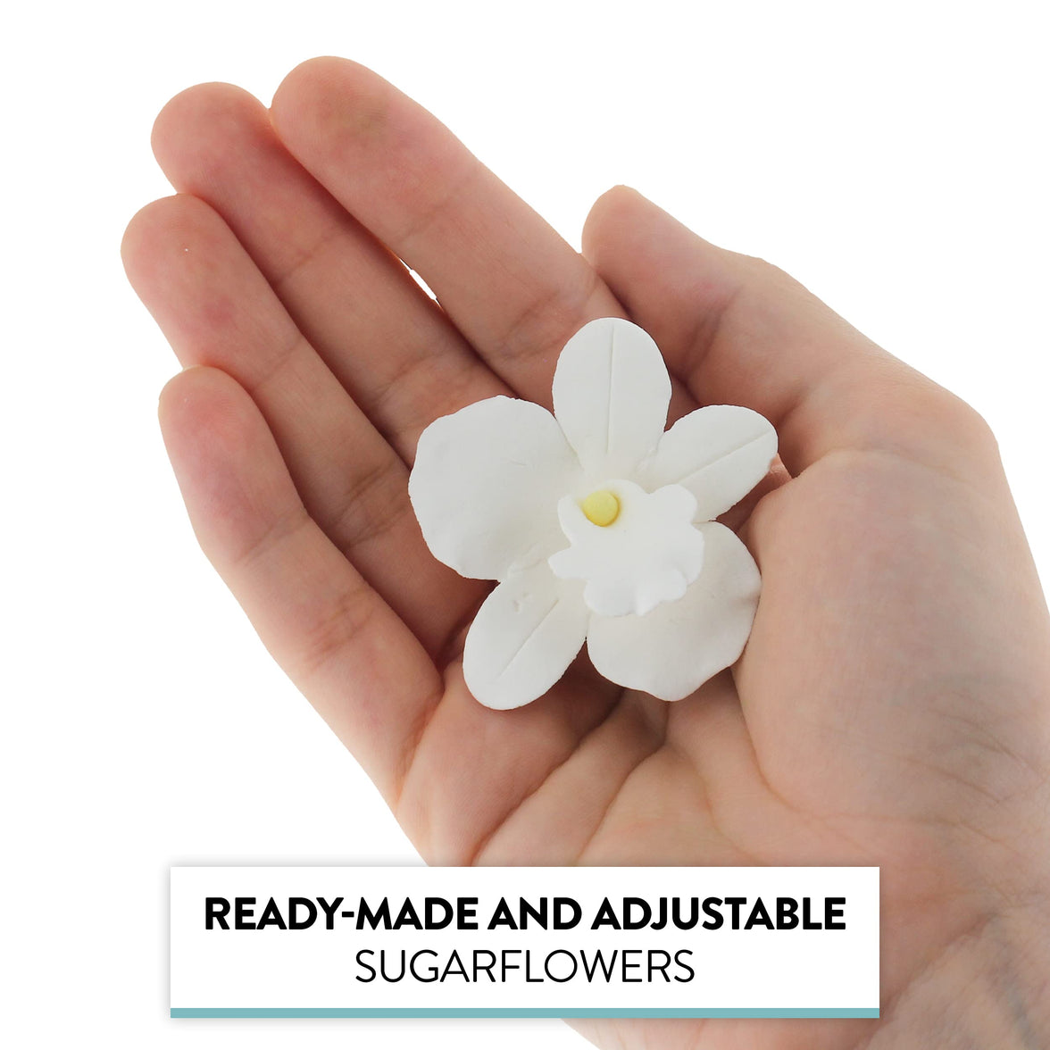 Orchid Sugar Cake Flowers, African Orchids, by Global Sugar Art, White, 6 Count