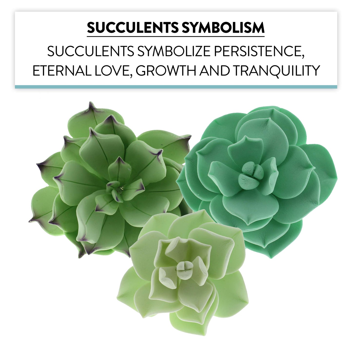 Garden Variety Succulents, Assorted Styles and Sizes