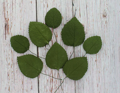 Green Hydrangea Leaves