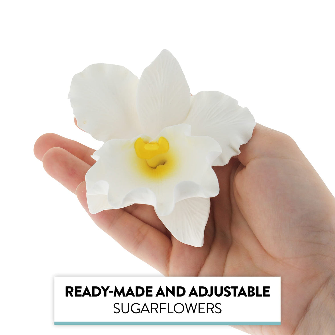Orchid Sugar Cake Flowers, Cattleya Orchid, by Global Sugar Art, Large, White, 1 Count