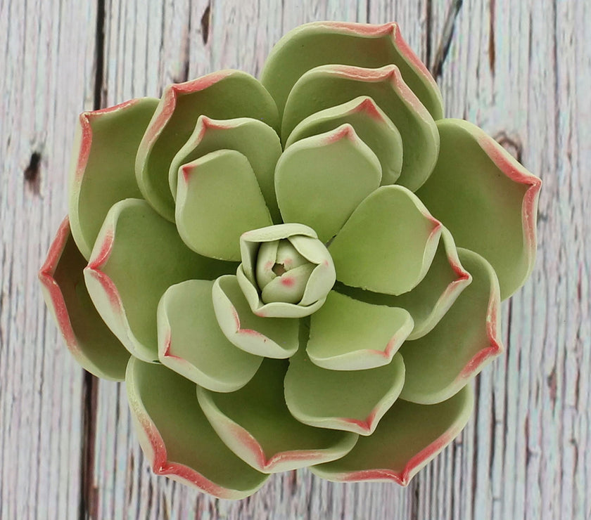 Global Sugar Art Succulent Parva Large Cake Flower with Wire, 1 Count by Chef Alan Tetreault
