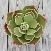 Global Sugar Art Succulent Parva Large Cake Flower with Wire, 1 Count by Chef Alan Tetreault