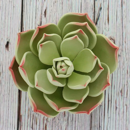 Parva Succulent, Jumbo Bloom