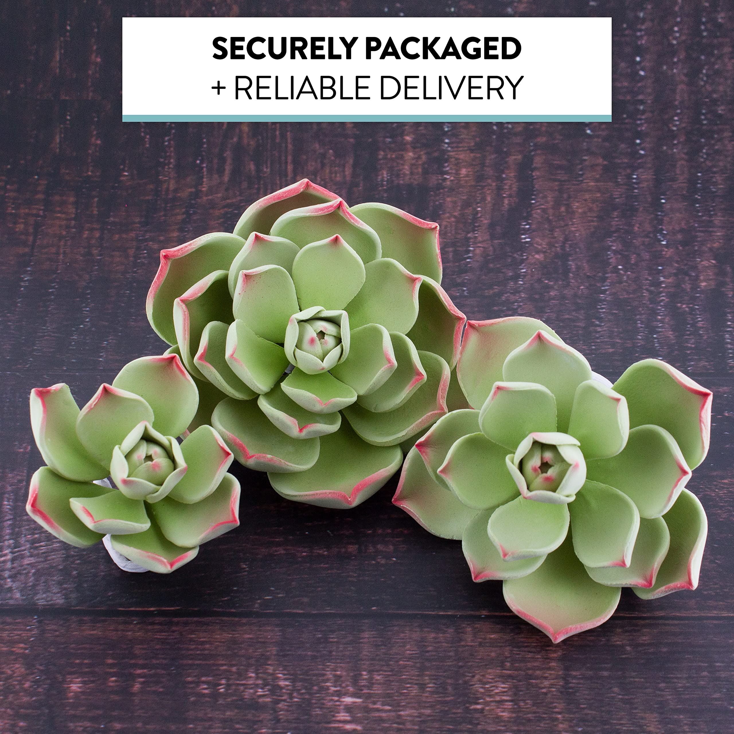 Global Sugart Art Succulents Parva Assortment Sugar Cake Flowers, 3 Count by Chef Alan Tetreault
