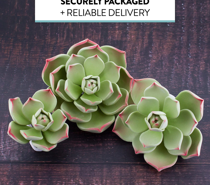 Global Sugart Art Succulents Parva Assortment Sugar Cake Flowers, 3 Count by Chef Alan Tetreault