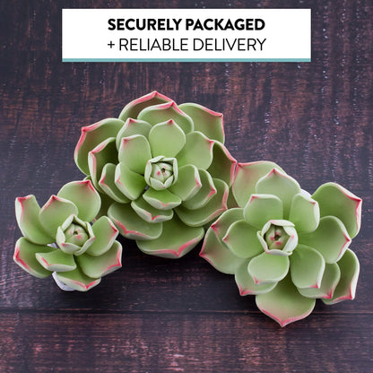 Parva Succulent, Assorted Sizes, 3 Count