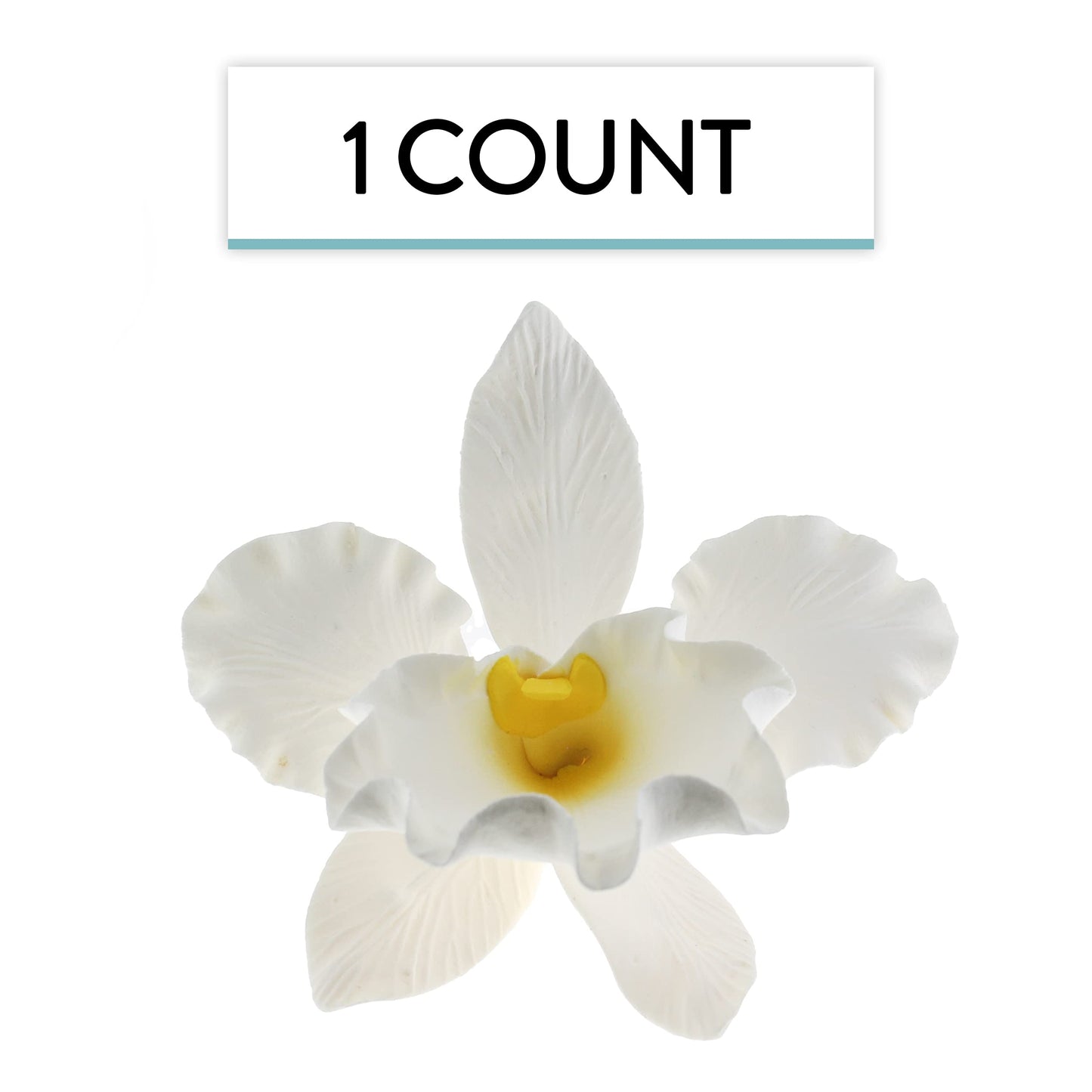 White Cattleya Orchid, Jumbo Bloom