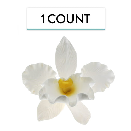 White Cattleya Orchid, Jumbo Bloom