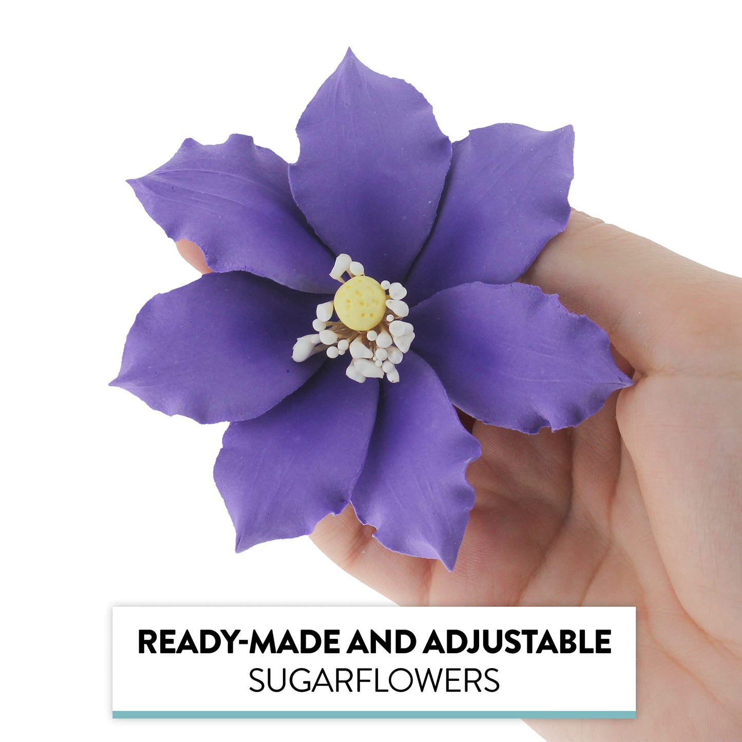 Purple Clematis, 3 Count