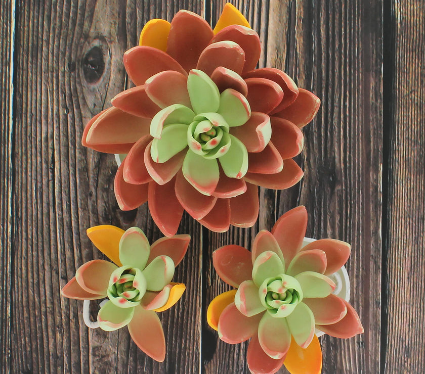 Global Sugar Art Succulent Lipstick Assortment Sugar Cake Flowers, 3 Count by Chef Alan Tetreault