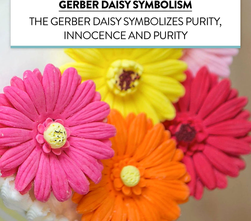 Global Sugar Art Gerbera Daisy Sugar Cake Flowers, Mixed Colors, 8 Count by Chef Alan Tetreault