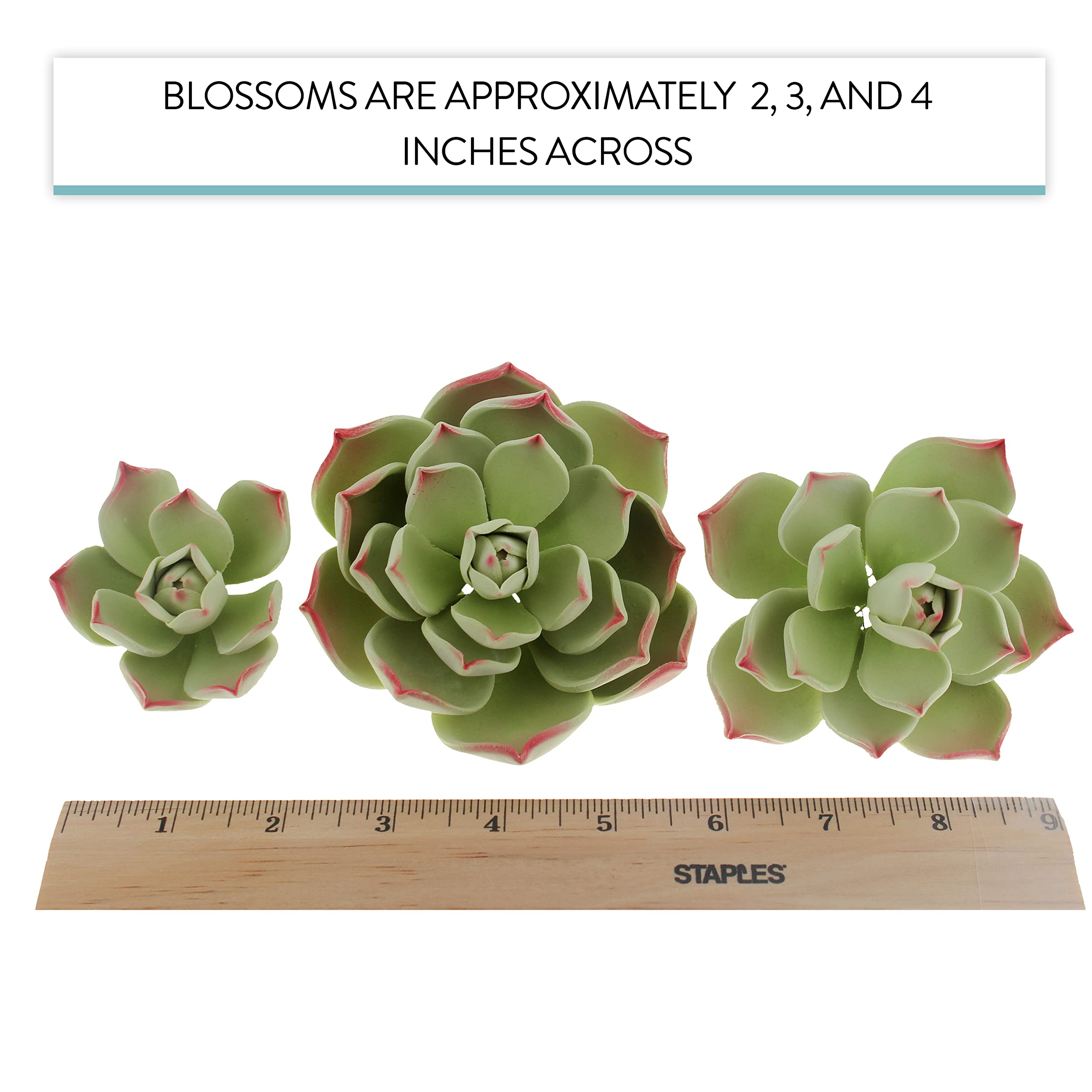 Global Sugart Art Succulents Parva Assortment Sugar Cake Flowers, 3 Count by Chef Alan Tetreault