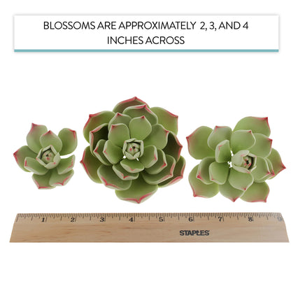 Parva Succulent, Assorted Sizes, 3 Count