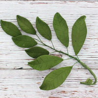 Magnolia Leaf Spray Cake Decoration by Chef Alan Tetreault, Global Sugar Art, 4 Count