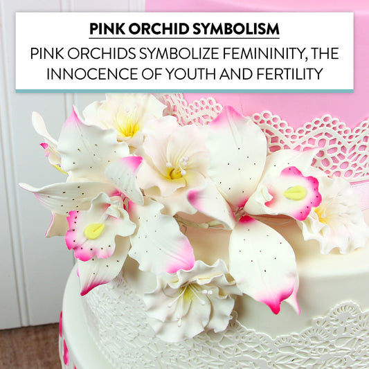 Pink Tipped Brassavola Orchids, 3 Count