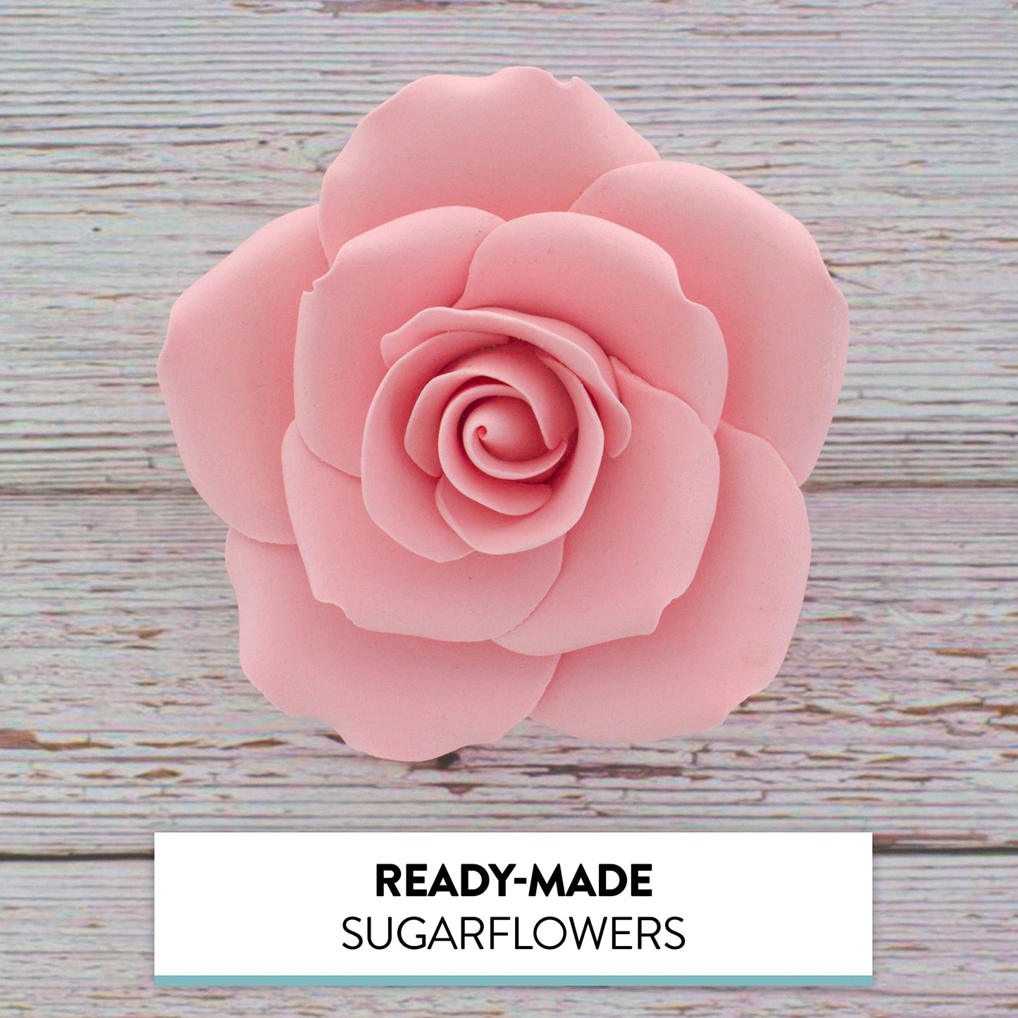 Pink Rose, Jumbo Bloom