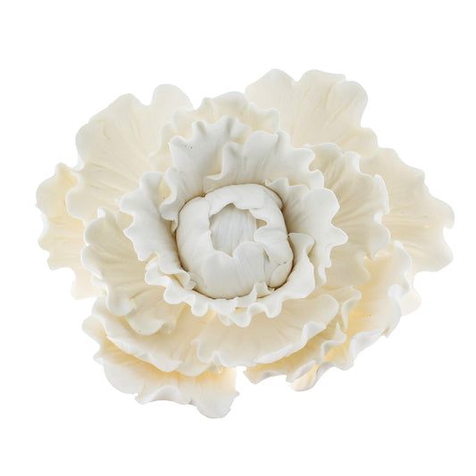 White Peony, Closed, Jumbo, 1 Count