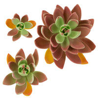 Global Sugar Art Succulent Lipstick Assortment Sugar Cake Flowers, 3 Count by Chef Alan Tetreault