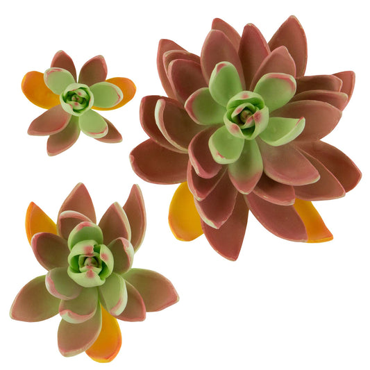 Lipstick Succulent, Assorted Sizes, 3 Count