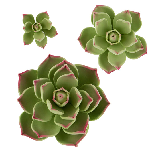 Parva Succulent, Assorted Sizes, 3 Count