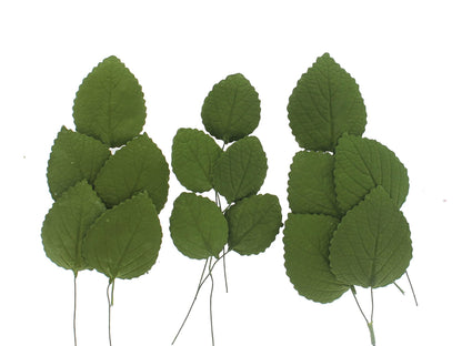 Green Hydrangea Leaves