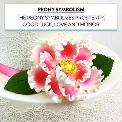 Pink and White Peony, Open, Jumbo Bloom