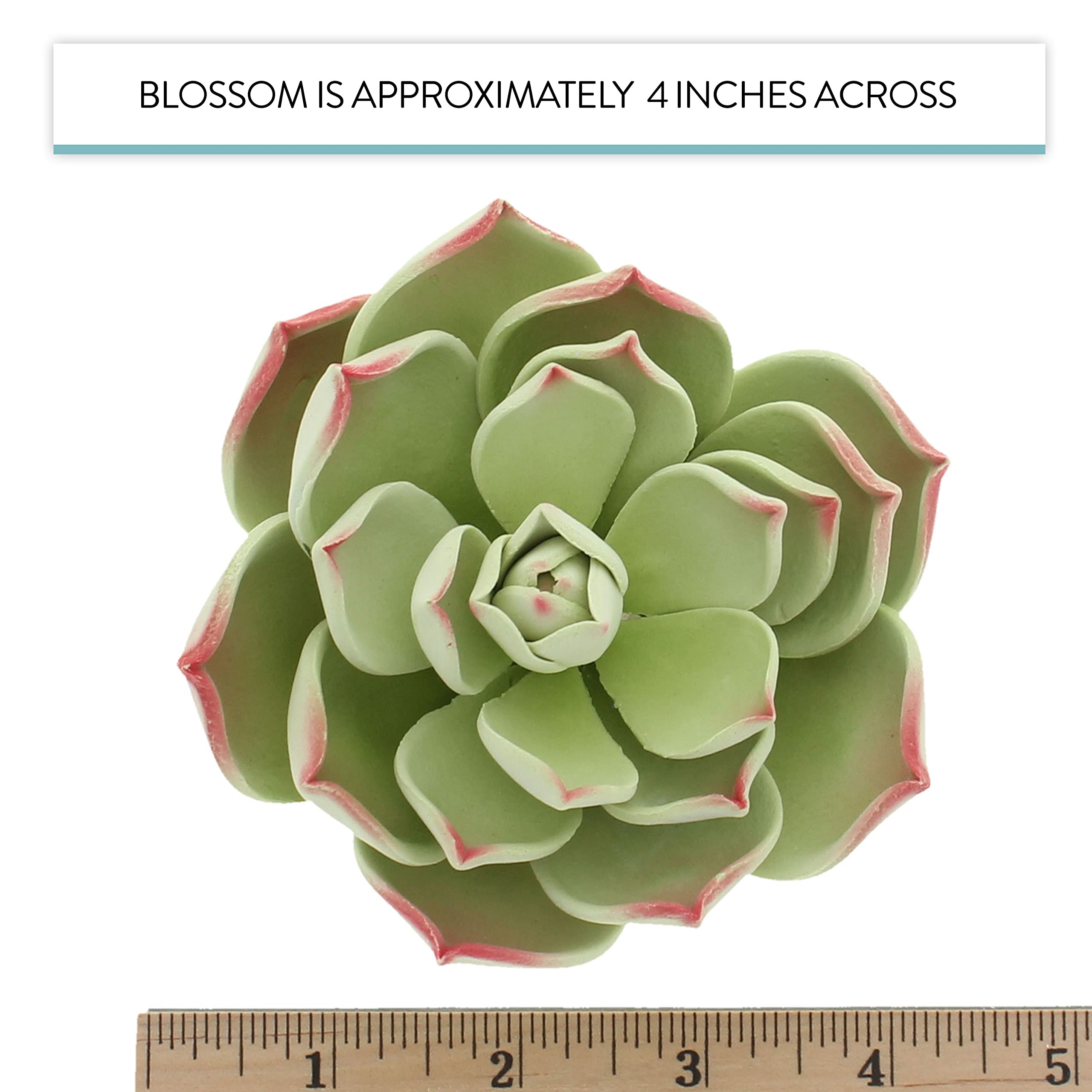 Global Sugar Art Succulent Parva Large Cake Flower with Wire, 1 Count by Chef Alan Tetreault