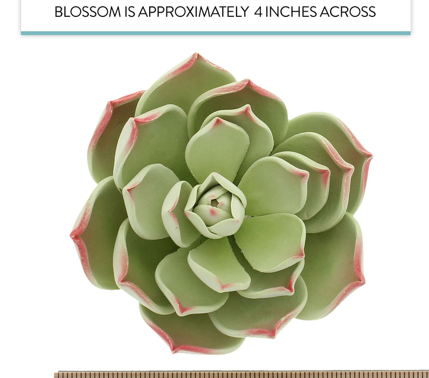Global Sugar Art Succulent Parva Large Cake Flower with Wire, 1 Count by Chef Alan Tetreault