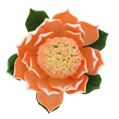 Tangerine Protea, Jumbo Bloom