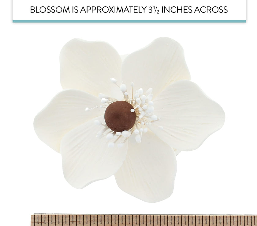 Global Sugar Art Sugar White and Brown Anemone by Chef Alan Tetreault, 4 Count