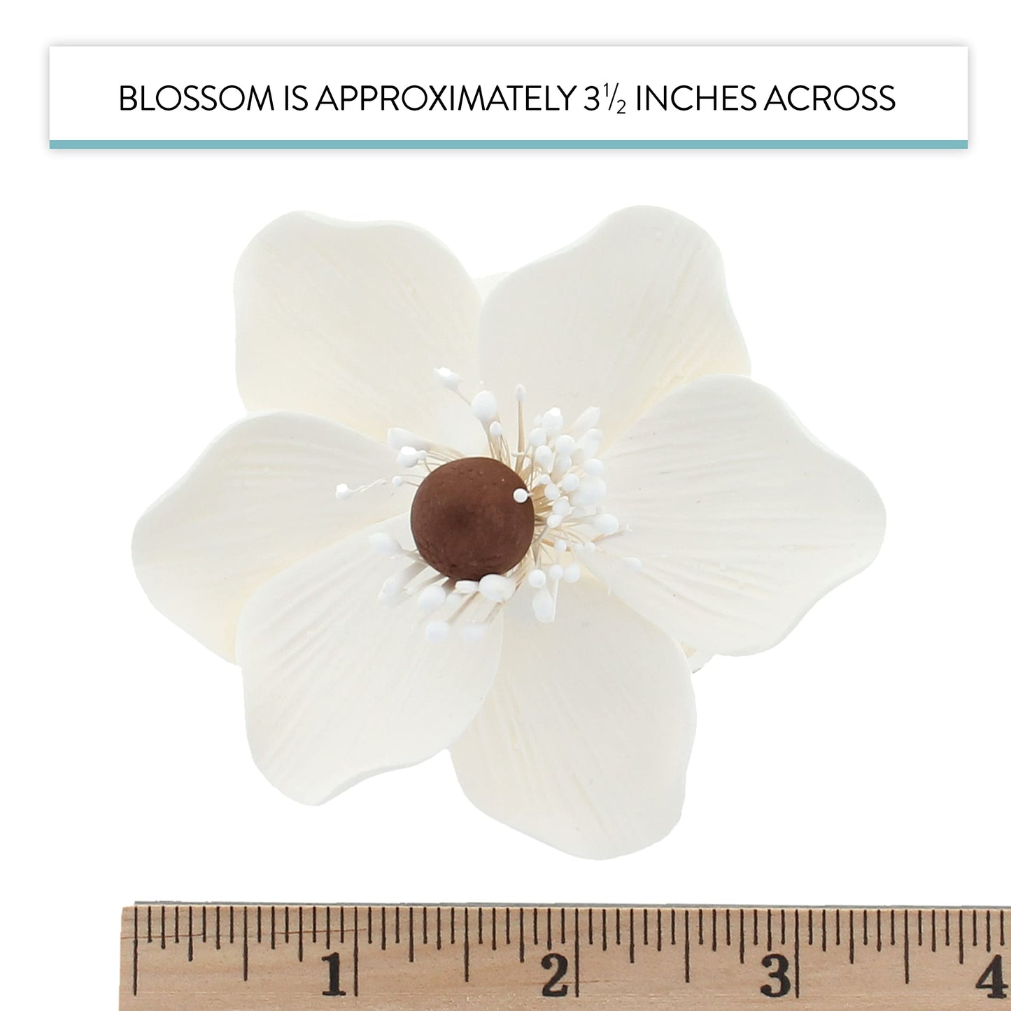 White and Brown Anemone, 4 Count