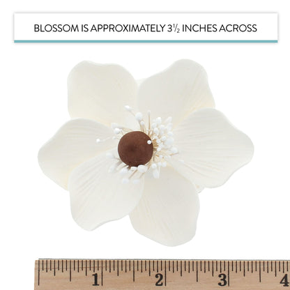 White and Brown Anemone, 4 Count