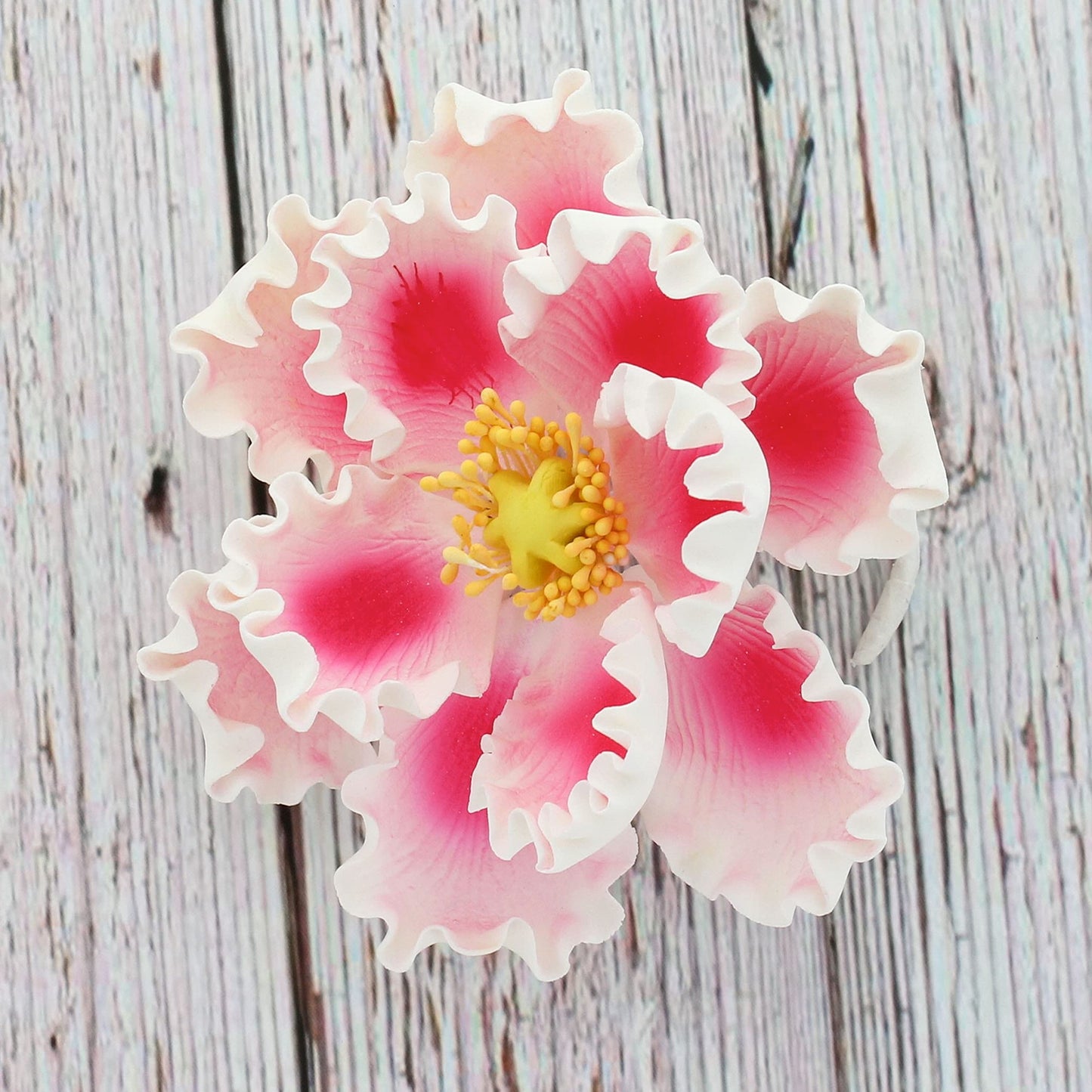 Pink and White Peony, Open, Jumbo Bloom