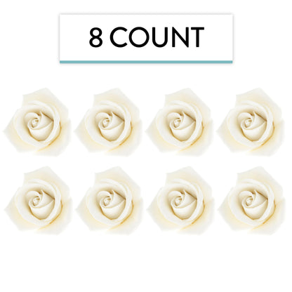 White Peace Rose, 2-inch
